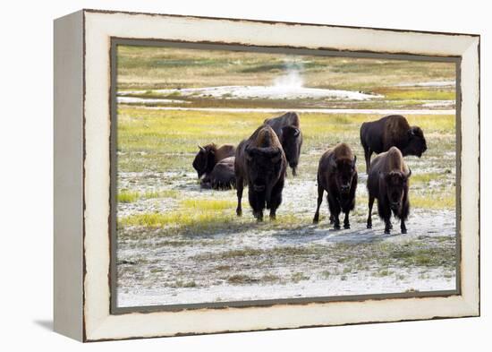 Mature North American Buffalo Expressing Anger-tab62-Framed Premier Image Canvas