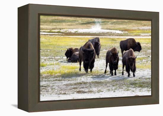 Mature North American Buffalo Expressing Anger-tab62-Framed Premier Image Canvas