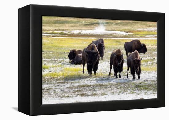 Mature North American Buffalo Expressing Anger-tab62-Framed Premier Image Canvas