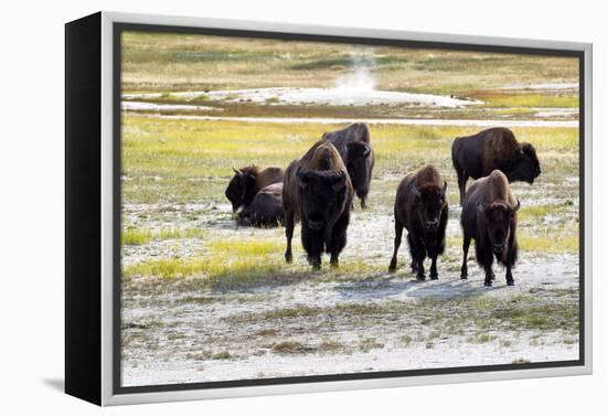 Mature North American Buffalo Expressing Anger-tab62-Framed Premier Image Canvas