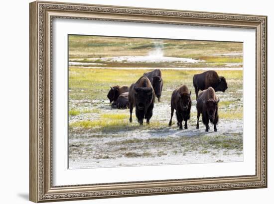 Mature North American Buffalo Expressing Anger-tab62-Framed Photographic Print