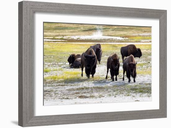 Mature North American Buffalo Expressing Anger-tab62-Framed Photographic Print
