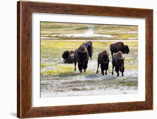 Mature North American Buffalo Expressing Anger-tab62-Framed Photographic Print