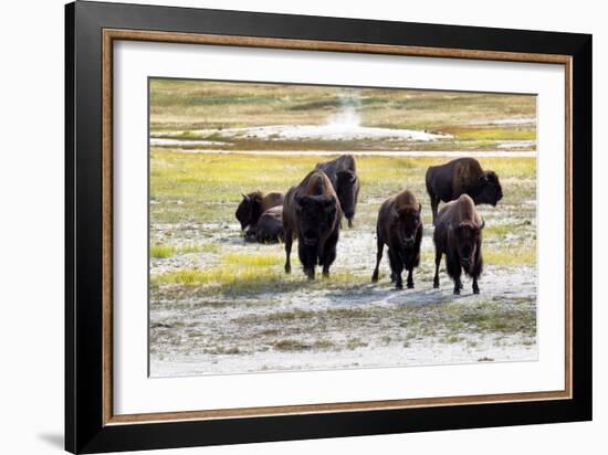 Mature North American Buffalo Expressing Anger-tab62-Framed Photographic Print