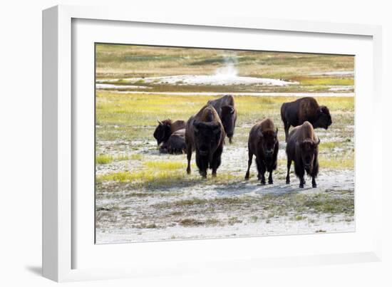 Mature North American Buffalo Expressing Anger-tab62-Framed Photographic Print