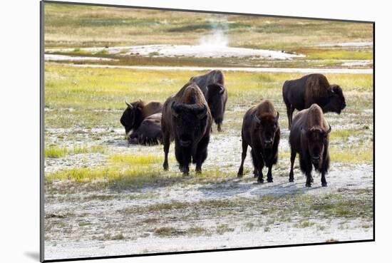 Mature North American Buffalo Expressing Anger-tab62-Mounted Photographic Print