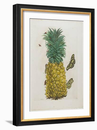 Mature Pineapple with Butterflies, 1705-1771-Maria Sibylla Graff Merian-Framed Giclee Print
