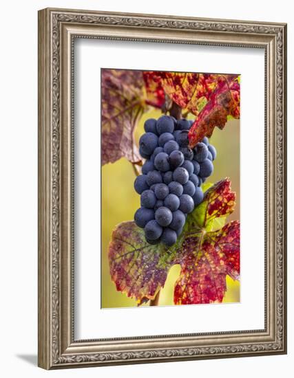 Mature pinot noir grapes on the vine at Yamhill Valley Vineyards near McMinnville, Oregon, USA-Chuck Haney-Framed Photographic Print