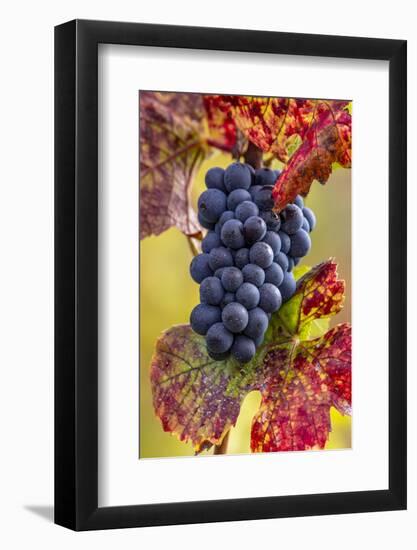 Mature pinot noir grapes on the vine at Yamhill Valley Vineyards near McMinnville, Oregon, USA-Chuck Haney-Framed Photographic Print