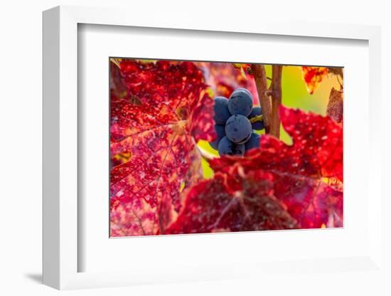 Mature pinot noir grapes on the vine near McMinnville, Oregon, USA-Chuck Haney-Framed Photographic Print