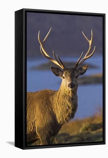 Mature Red Deer Stag-Duncan Shaw-Framed Premier Image Canvas