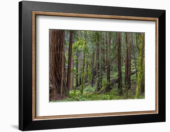 Mature Redwood Forest in Muir Woods National Monument in Mill Valley, California, Usa-Chuck Haney-Framed Photographic Print