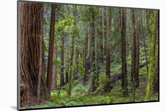 Mature Redwood Forest in Muir Woods National Monument in Mill Valley, California, Usa-Chuck Haney-Mounted Photographic Print