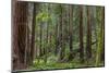 Mature Redwood Forest in Muir Woods National Monument in Mill Valley, California, Usa-Chuck Haney-Mounted Photographic Print