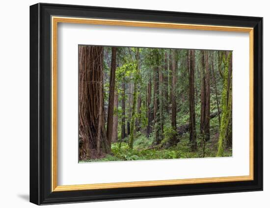 Mature Redwood Forest in Muir Woods National Monument in Mill Valley, California, Usa-Chuck Haney-Framed Photographic Print