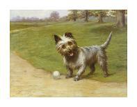 Cairn Terrier-Maud Earl-Premium Giclee Print