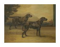 Greyhounds-Maud Earl-Premium Giclee Print