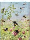 The Busy Bees and their Cousins-Maud Scrivener-Framed Giclee Print