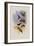 Mauge's Hummingbird, Sporadinus Maug?i-John Gould-Framed Giclee Print