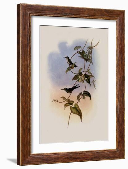 Mauge's Hummingbird, Sporadinus Maug?i-John Gould-Framed Giclee Print