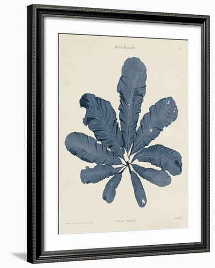 Maugeria Sanguinea-Henry Bradbury-Framed Giclee Print