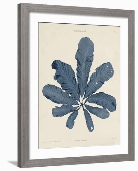 Maugeria Sanguinea-Henry Bradbury-Framed Giclee Print