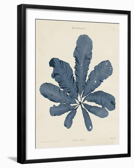 Maugeria Sanguinea-Henry Bradbury-Framed Giclee Print