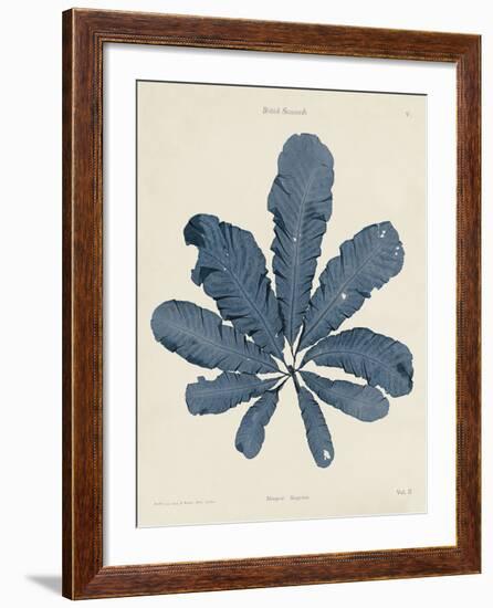 Maugeria Sanguinea-Henry Bradbury-Framed Giclee Print