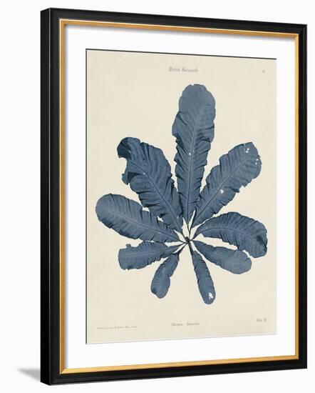 Maugeria Sanguinea-Henry Bradbury-Framed Giclee Print