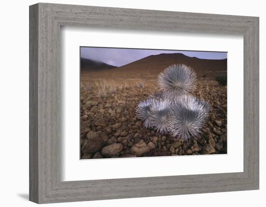 Mauna Kea Silversword-DLILLC-Framed Photographic Print