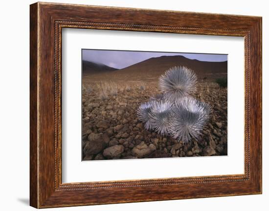 Mauna Kea Silversword-DLILLC-Framed Photographic Print