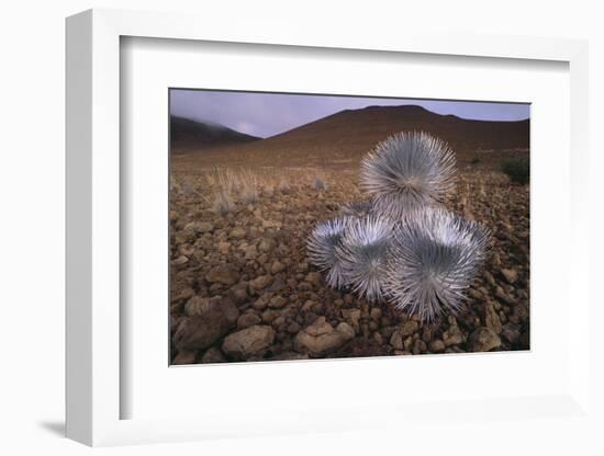 Mauna Kea Silversword-DLILLC-Framed Photographic Print