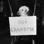 Sally the Dog at Annual Dogs Christmas Party in Bristol, 1958-Maurice Tibbles-Framed Premier Image Canvas