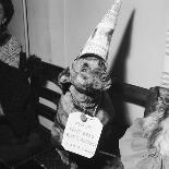 Grandma the Dog at Annual Dogs Christmas Party in Bristol, 1958-Maurice Tibbles-Photographic Print