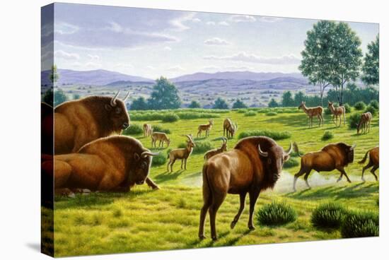 Stretched Canvas Print, , large