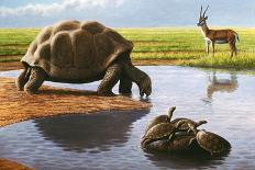 Giant Tortoise-Mauricio Anton-Photographic Print