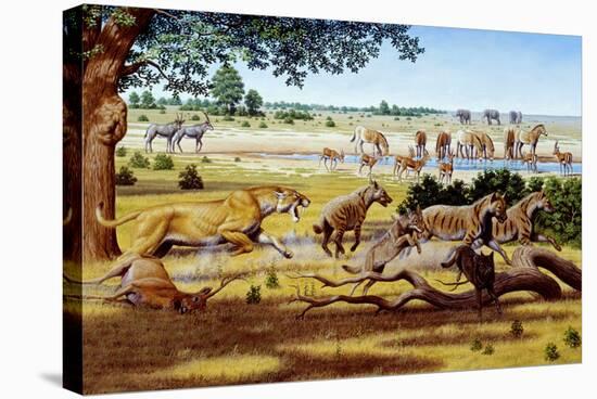 Stretched Canvas Print, , large