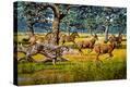 Stretched Canvas Print