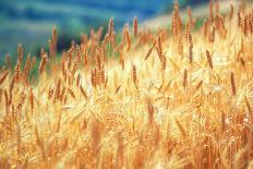 Field of Organically-grown Wheat (Triticum Sp.)-Mauro Fermariello-Photographic Print