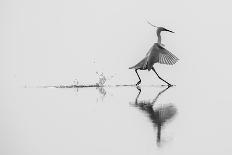 Dancing on the Water-mauro rossi-Mounted Photographic Print