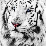 White Tiger-maury75-Photographic Print