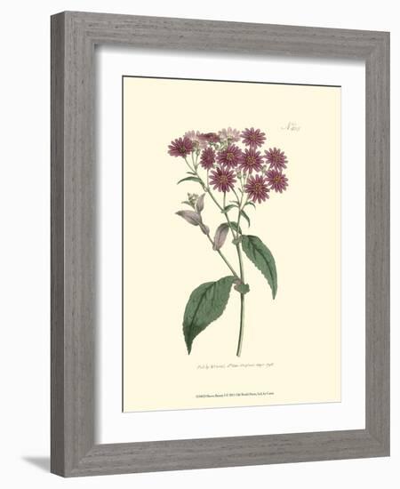 Mauve Beauty I-Samuel Curtis-Framed Art Print