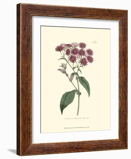 Mauve Beauty I-Samuel Curtis-Framed Art Print