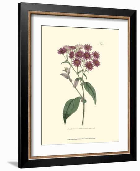 Mauve Beauty I-Samuel Curtis-Framed Art Print