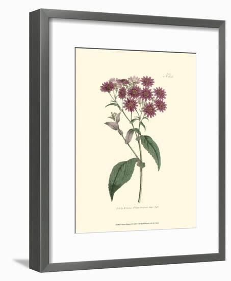 Mauve Beauty I-Samuel Curtis-Framed Art Print