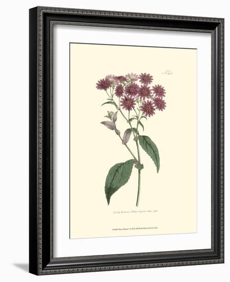 Mauve Beauty I-Samuel Curtis-Framed Art Print