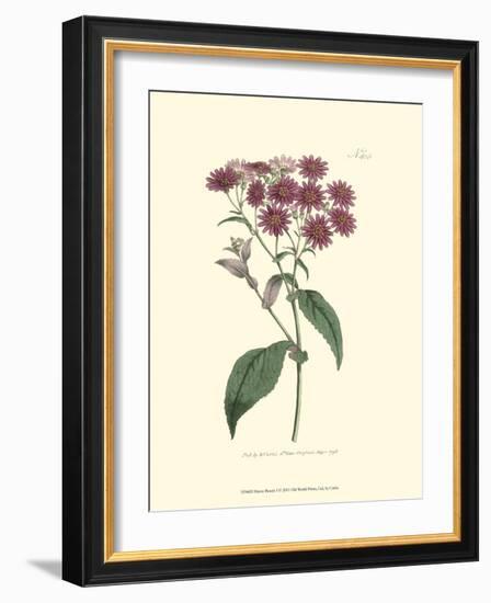 Mauve Beauty I-Samuel Curtis-Framed Art Print