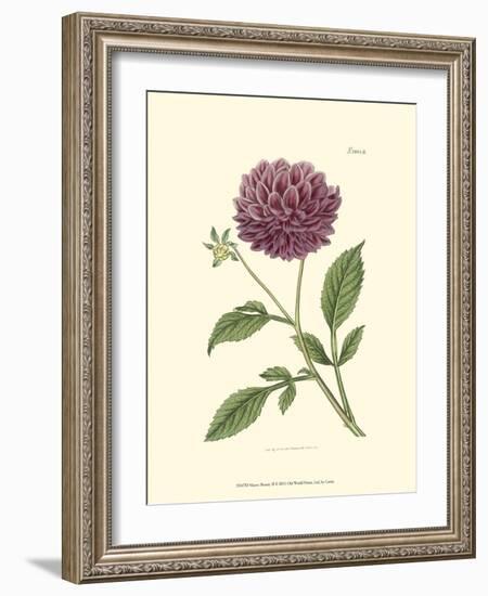 Mauve Beauty II-Samuel Curtis-Framed Art Print