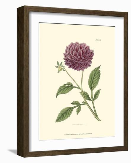 Mauve Beauty II-Samuel Curtis-Framed Art Print