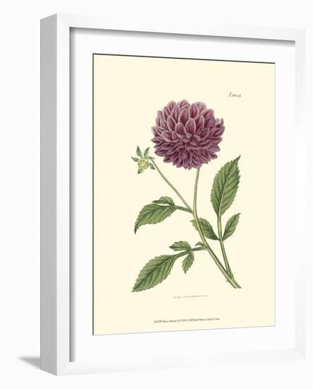 Mauve Beauty II-Samuel Curtis-Framed Art Print